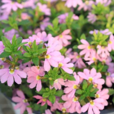 Scaevola Scalora Topaz Pink