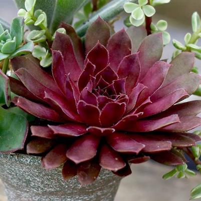 Sempervivum Royal Ruby