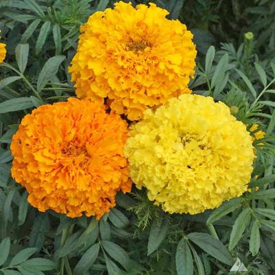 Marigold Crackerjack Mix