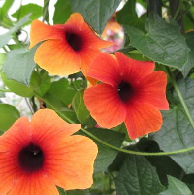 Thunbergia Sunny Arizona Glow