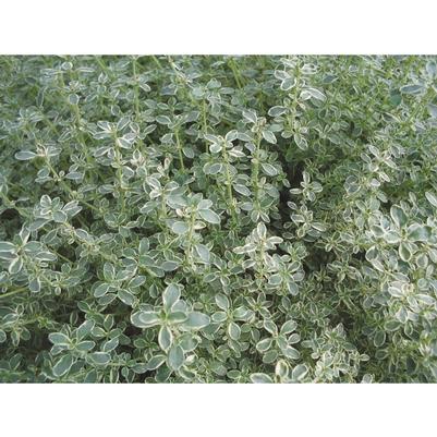 Thymus praecox Highland Cream