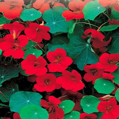 Nasturtium Empress of India