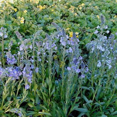 Veronica gentianoides Little Blues