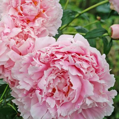 Paeonia Sarah Bernhardt