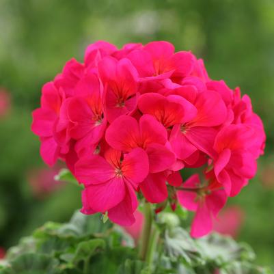 Geranium - Seed Ringo 2000™ Violet
