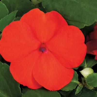 Impatiens Beacon™ Orange