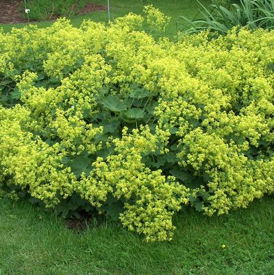 Alchemilla mollis Thriller