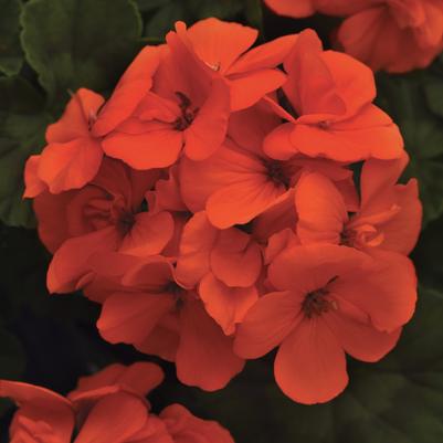 Geranium (Zonal) Fantasia® Orange