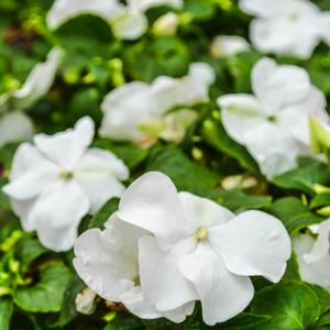 Impatiens Beacon™ White