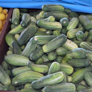 Cucumber Bush Pickle