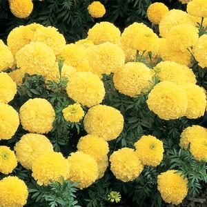 Marigold Inca II Primrose