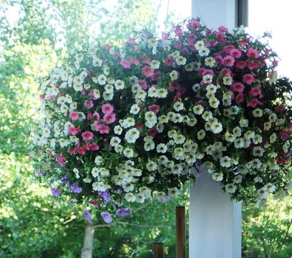 How To Care For Calibrachoa (Million Bells) Hanging Baskets
