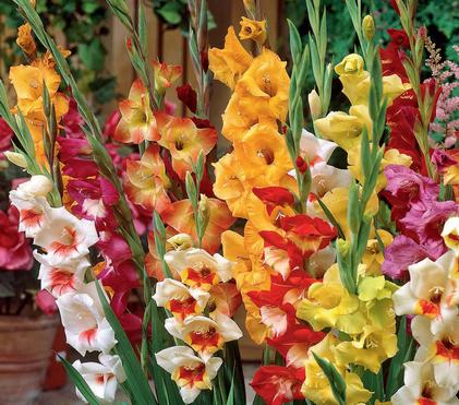 Gladiolus - A Must-Have For Your Vintage Garden