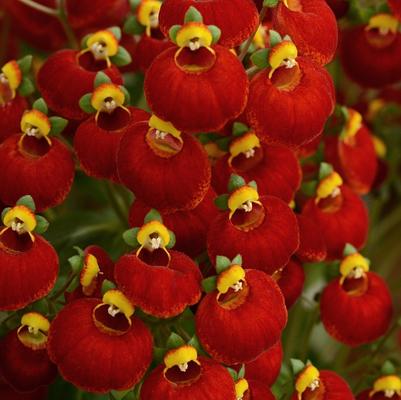 Calceolaria Red