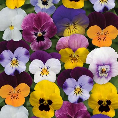 Viola Sorbet® XP Spring Select Mixture