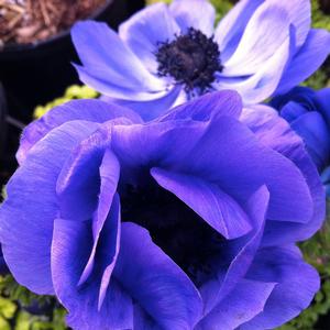 Anemone coronaria Harmony Blue