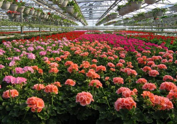 Drip Irrigation in hanging baskets