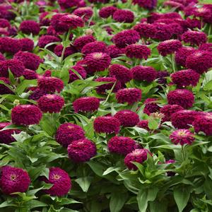 Zinnia Purple