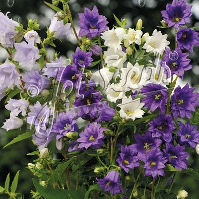 Campanula trachelium fl.pl. 'Flore Pleno Mix'