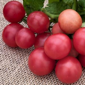 Tomato Rosy Finch