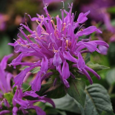 Monarda didyma Lilac