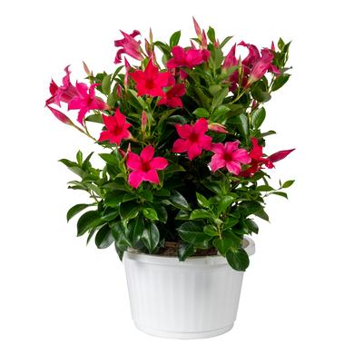 Mandevilla Original Pink
