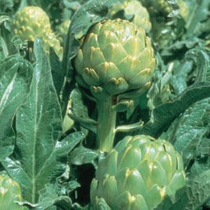 Artichoke Imperial Star