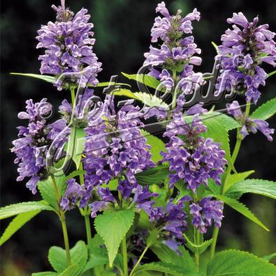 Nepeta (per) subsessilis Blue Dreams