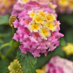 Lantana Lavender