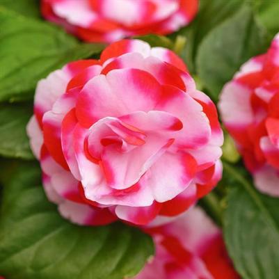 Impatiens Strawberry Sparkler