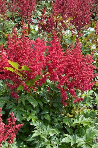 Astilbe chinensis Lowlands Ruby Red