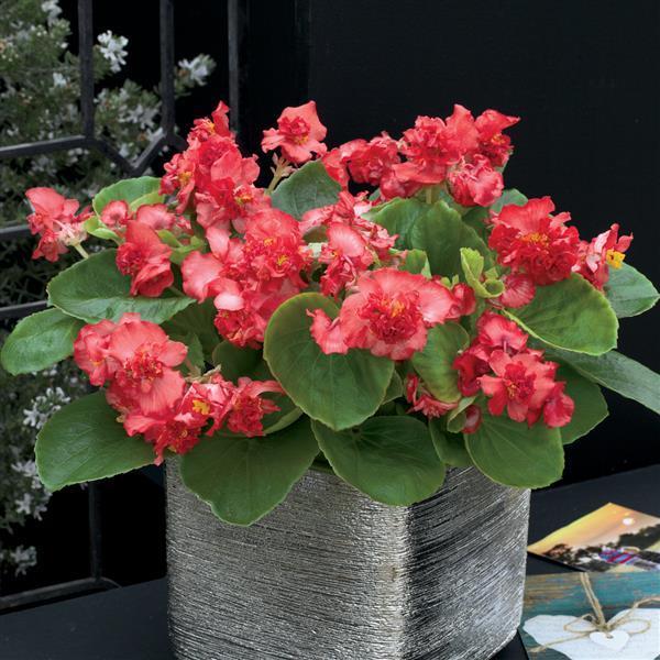 Begonia Fibrous Fiona Red