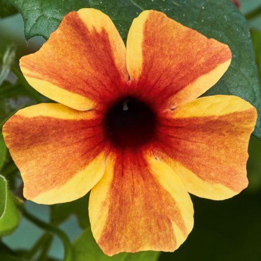 Thunbergia Sunny™ Susy Amber Stripes