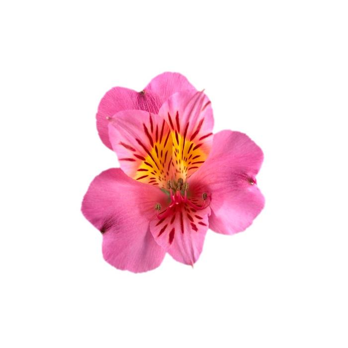 Alstroemeria Colorita® Eliane Pink