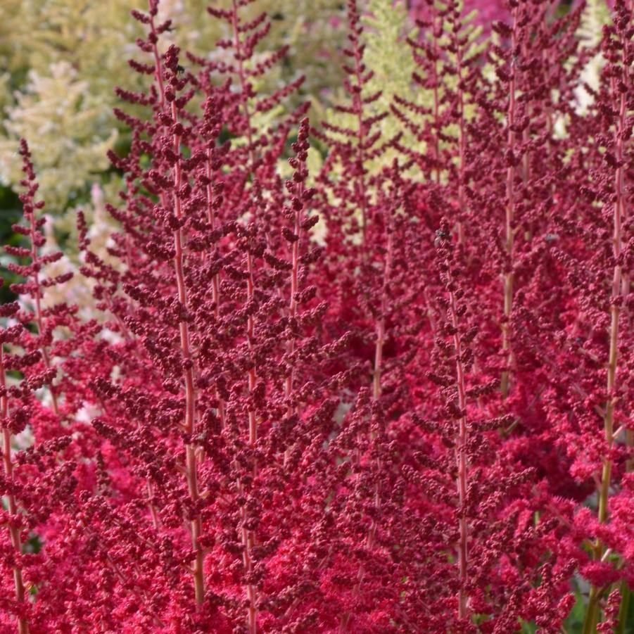 Astilbe chinensis Hot Pearls®