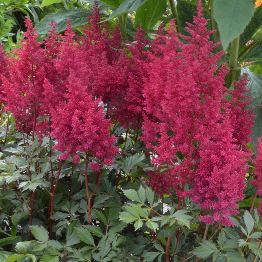 Astilbe japonica Go Go Red
