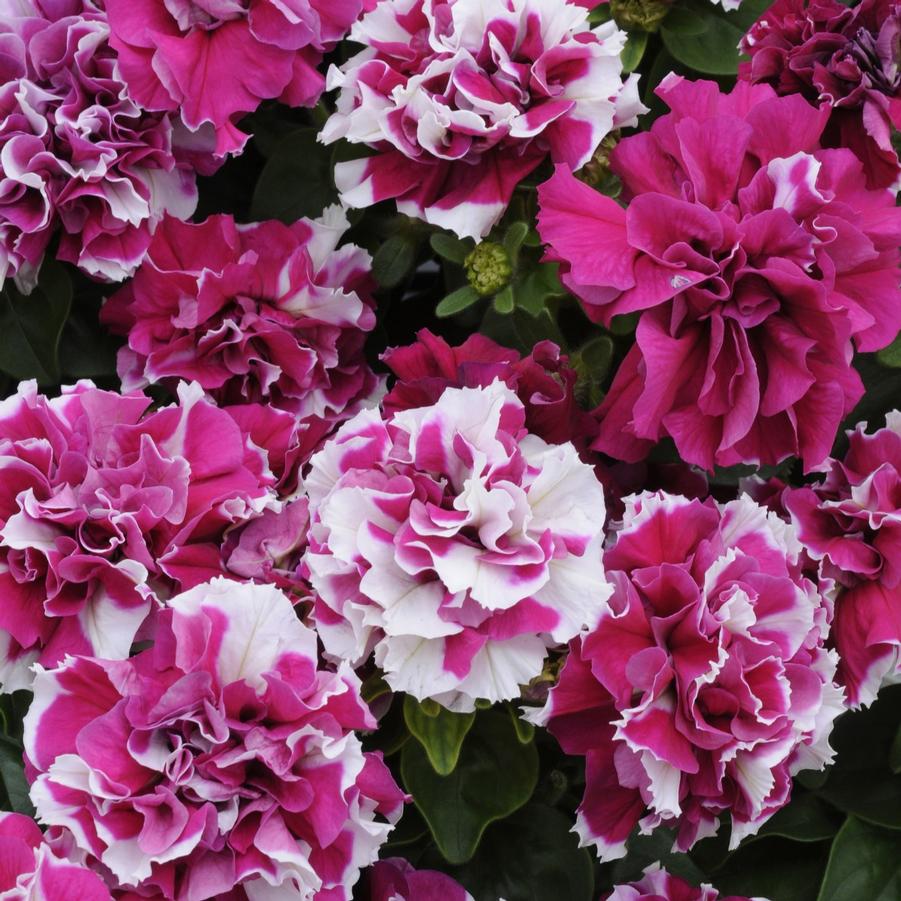 Petunia Double Madness™ Rose and White