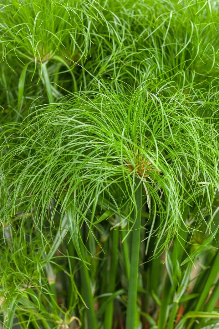 Cyperus papyrus Graceful Grasses® Prince Tut™