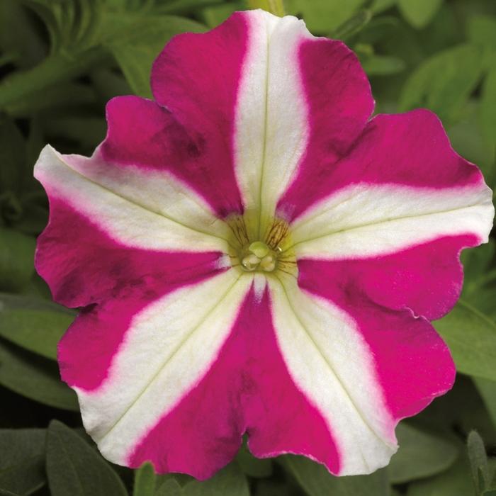 Petunia Picobella™ Rose Star
