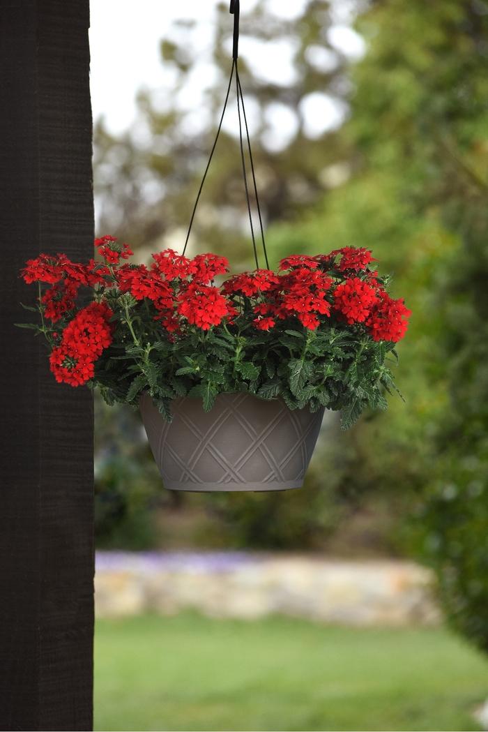 Trailing Verbena Firehouse™ Red