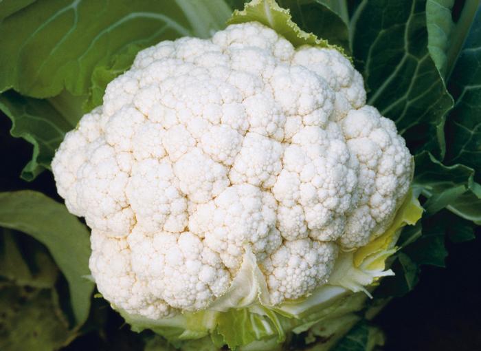 Cauliflower Snow Crown