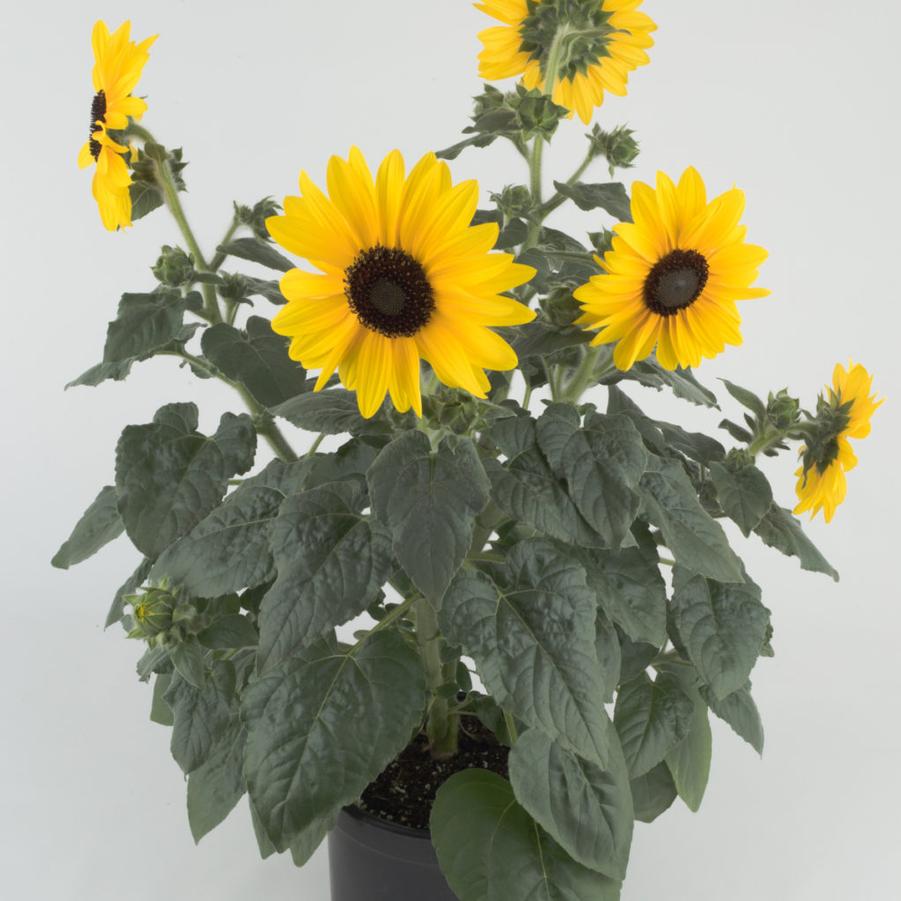 Sunflower Sunfinity
