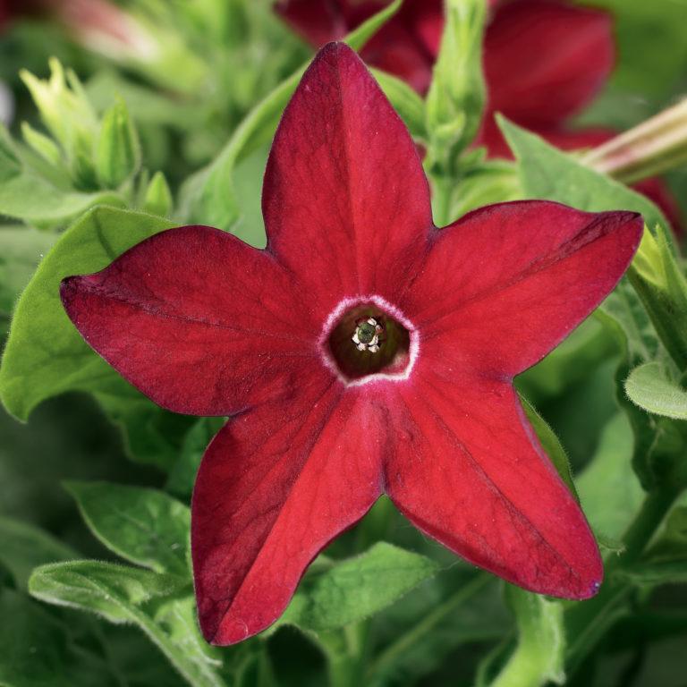 Nicotiana Starmaker Bright Red