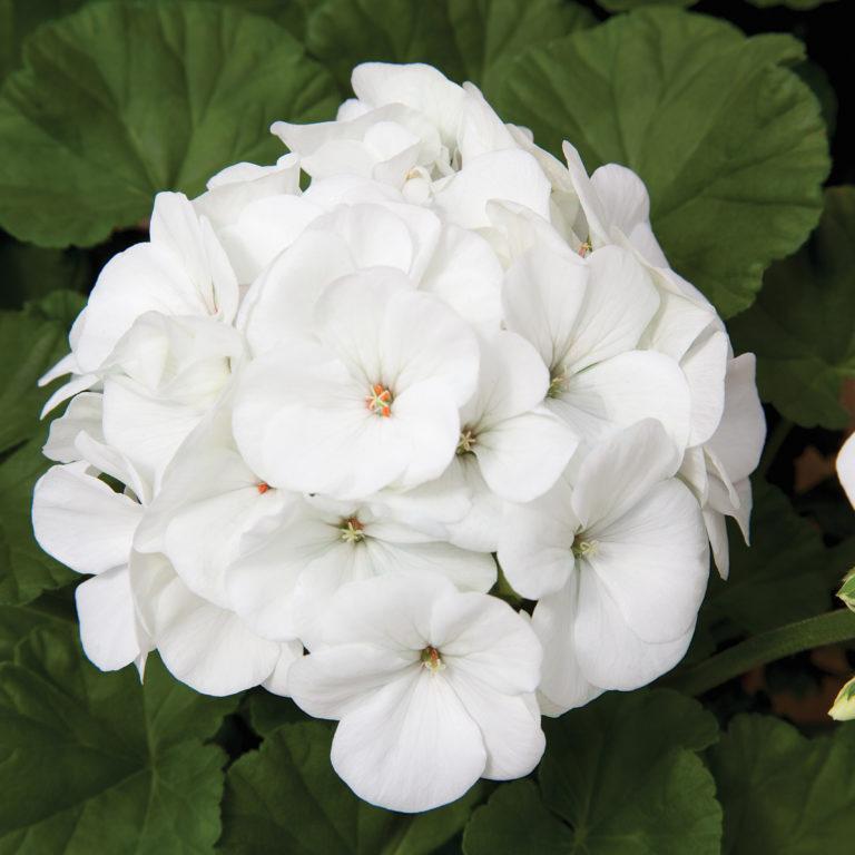 Geranium (Seed) White