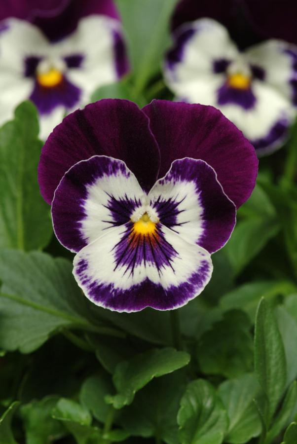 Pansy Spring Matrix® Purple & White