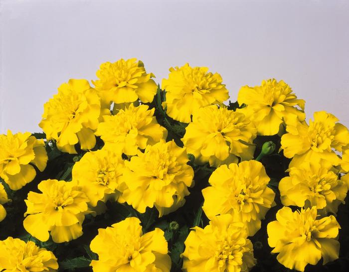 Marigold Bonanza Yellow