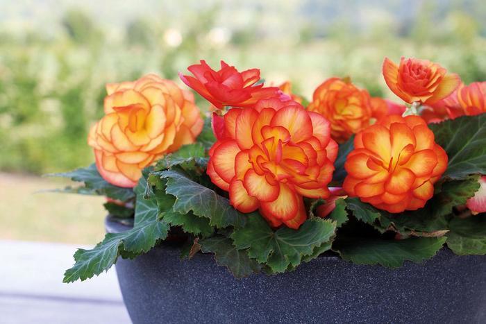 Hanging Basket - with Trailers Nonstop Begonia Fire
