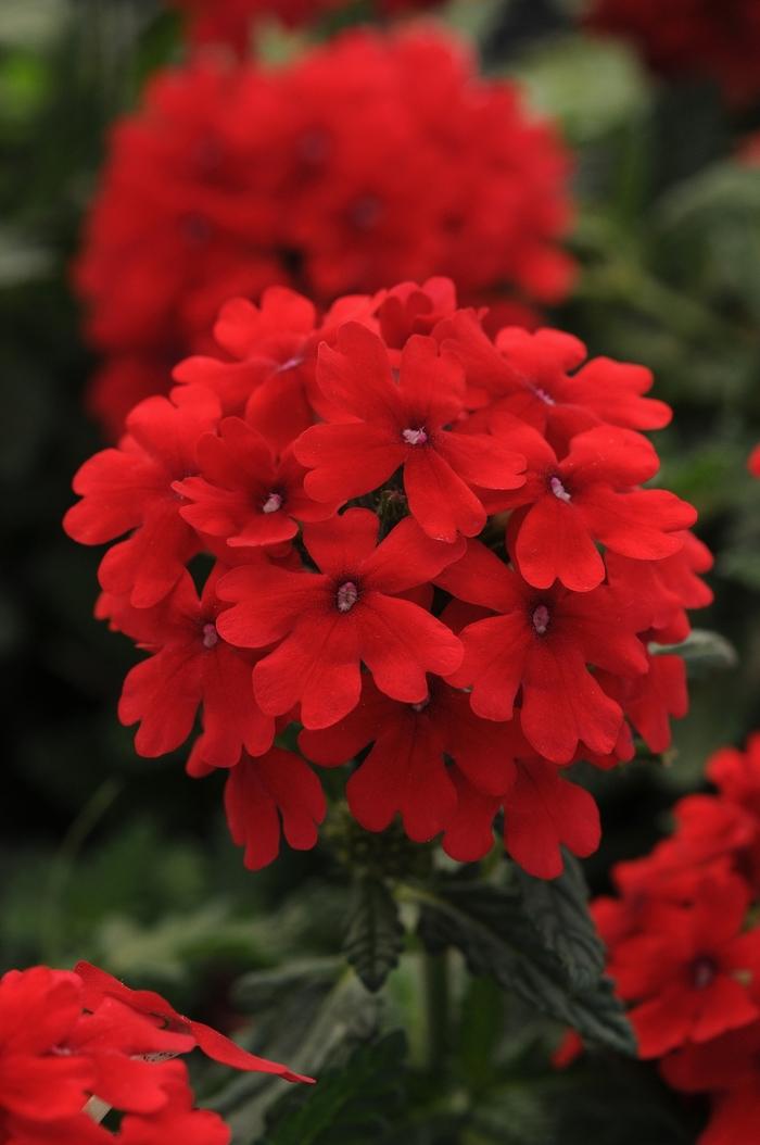 Trailing Verbena Firehouse™ Red