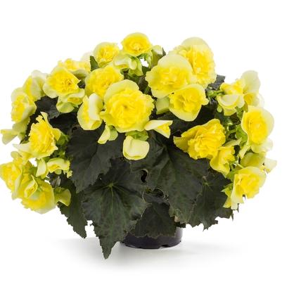 Begonia Solenia® Yellow Improved