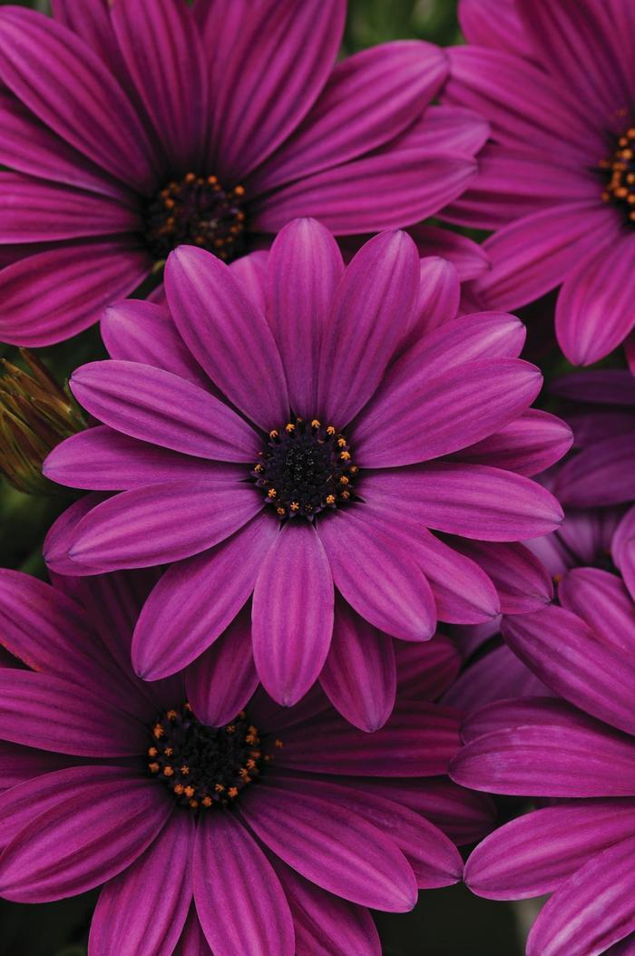 Osteospermum Akila® Purple